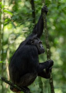 Chimpanzee permits Uganda