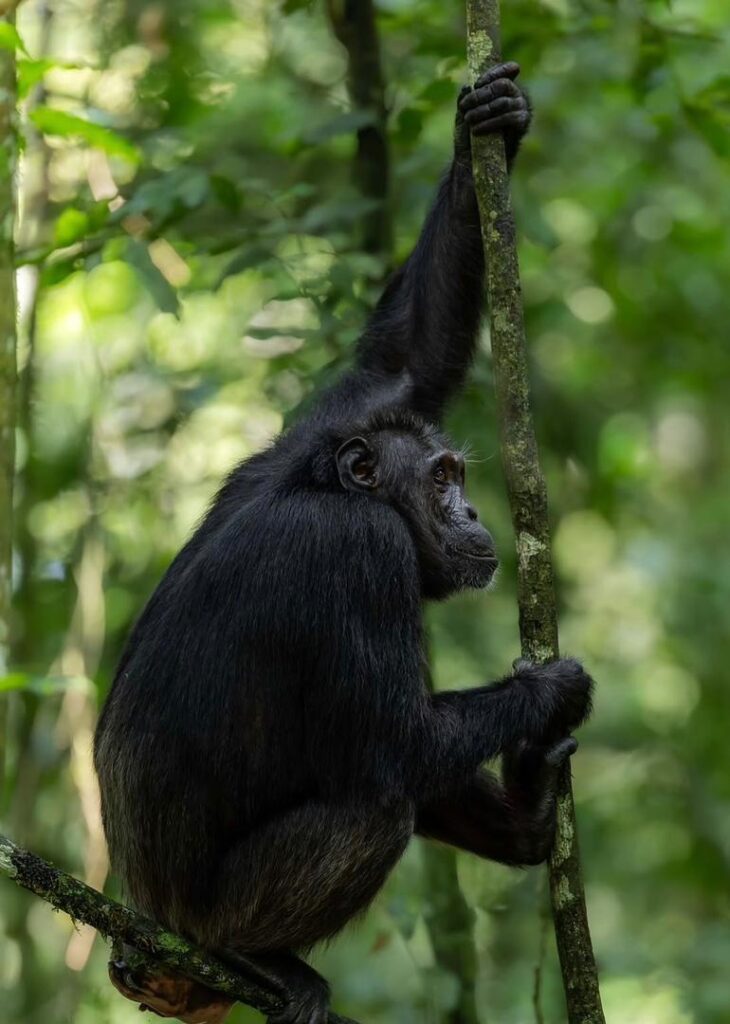 Chimpanzee permits Uganda