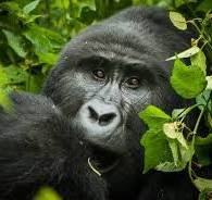 Gorilla Permits Uganda